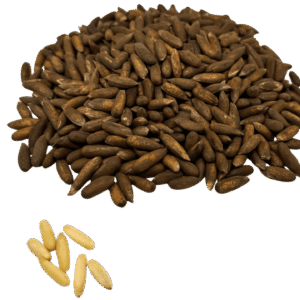 Pine Nuts